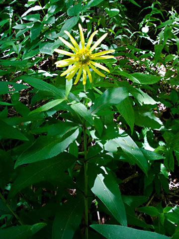 note whorled leaves